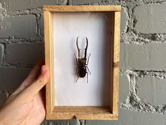 Framed Metallic Stag Beetle