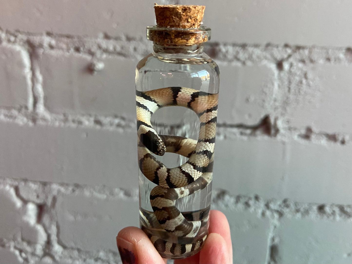 Pueblan Milk Snake Wet Specimen