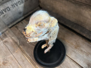 Mummified Piglet