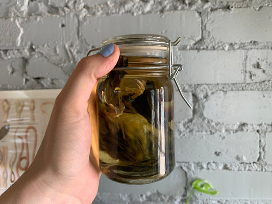 Bird Wet Specimen