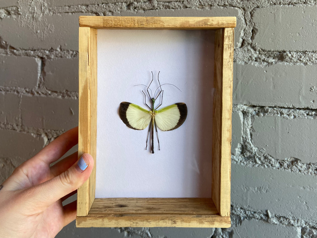 Framed Stick Insect