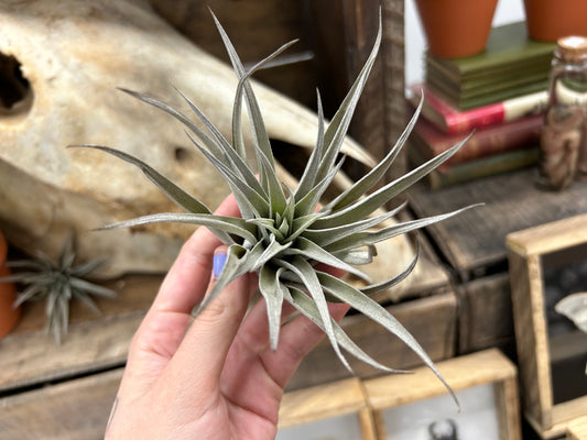 Tillandsia harrisii