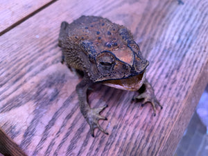 Mummified Toad