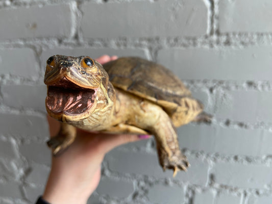 Taxidermy Turtle