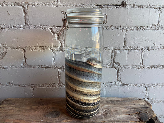 Snake Wet Specimen