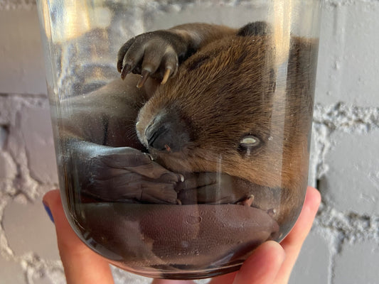 Fetal Beaver Wet Specimen