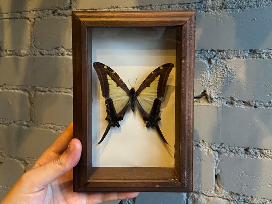 Framed Butterfly