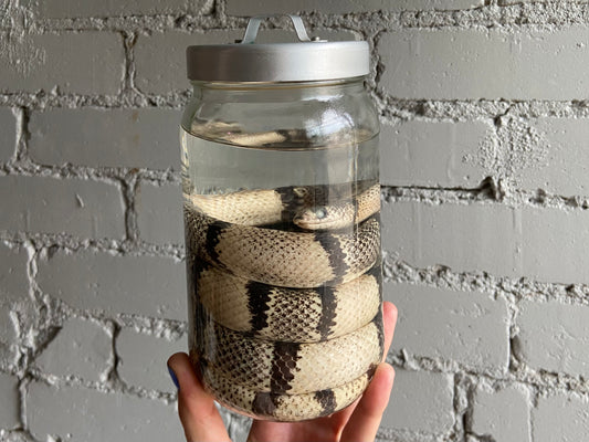 Ghost Honduran Milk Snake Wet Specimen
