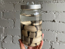 Ghost Honduran Milk Snake Wet Specimen
