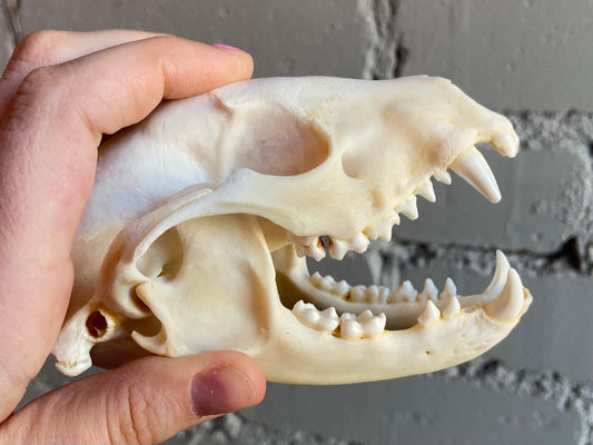 Raccoon Skull
