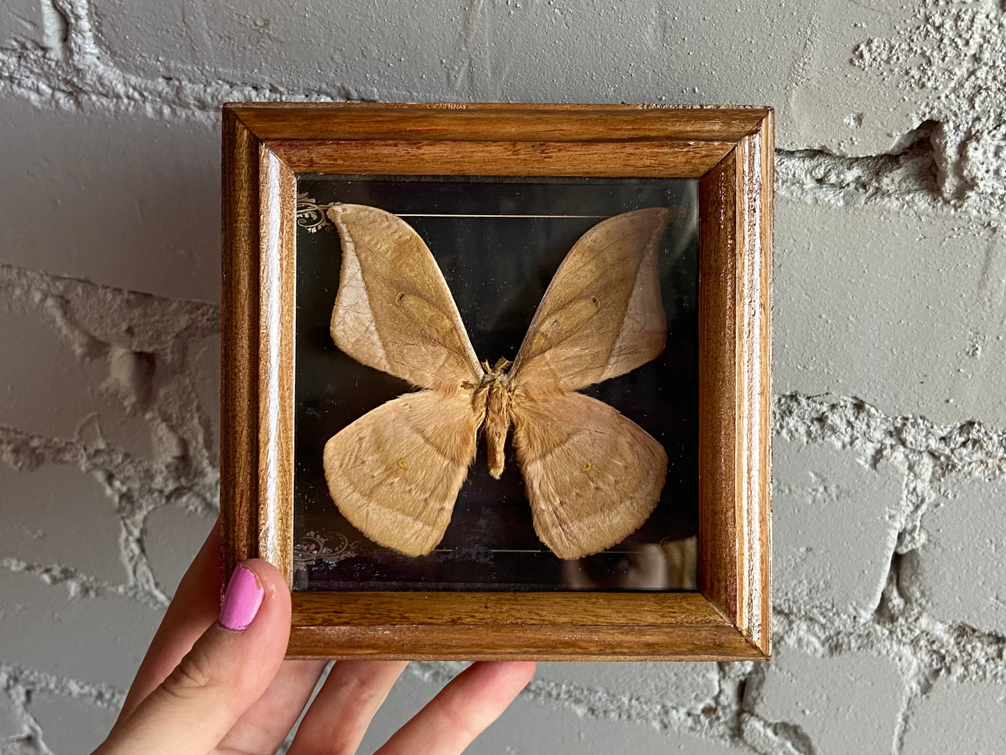 Framed Moth