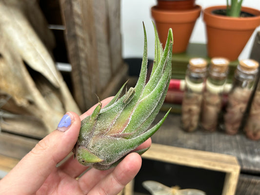 Tillandsia seleriana