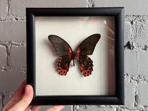 Framed Scarlet Mormon Butterfly