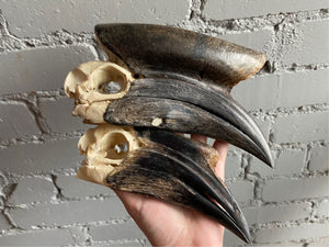 Black Helmet Hornbill Skull Pair