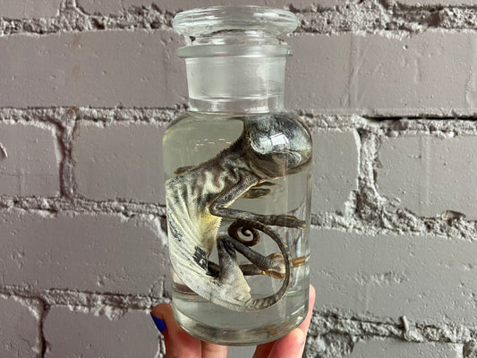 Chameleon Wet Specimen