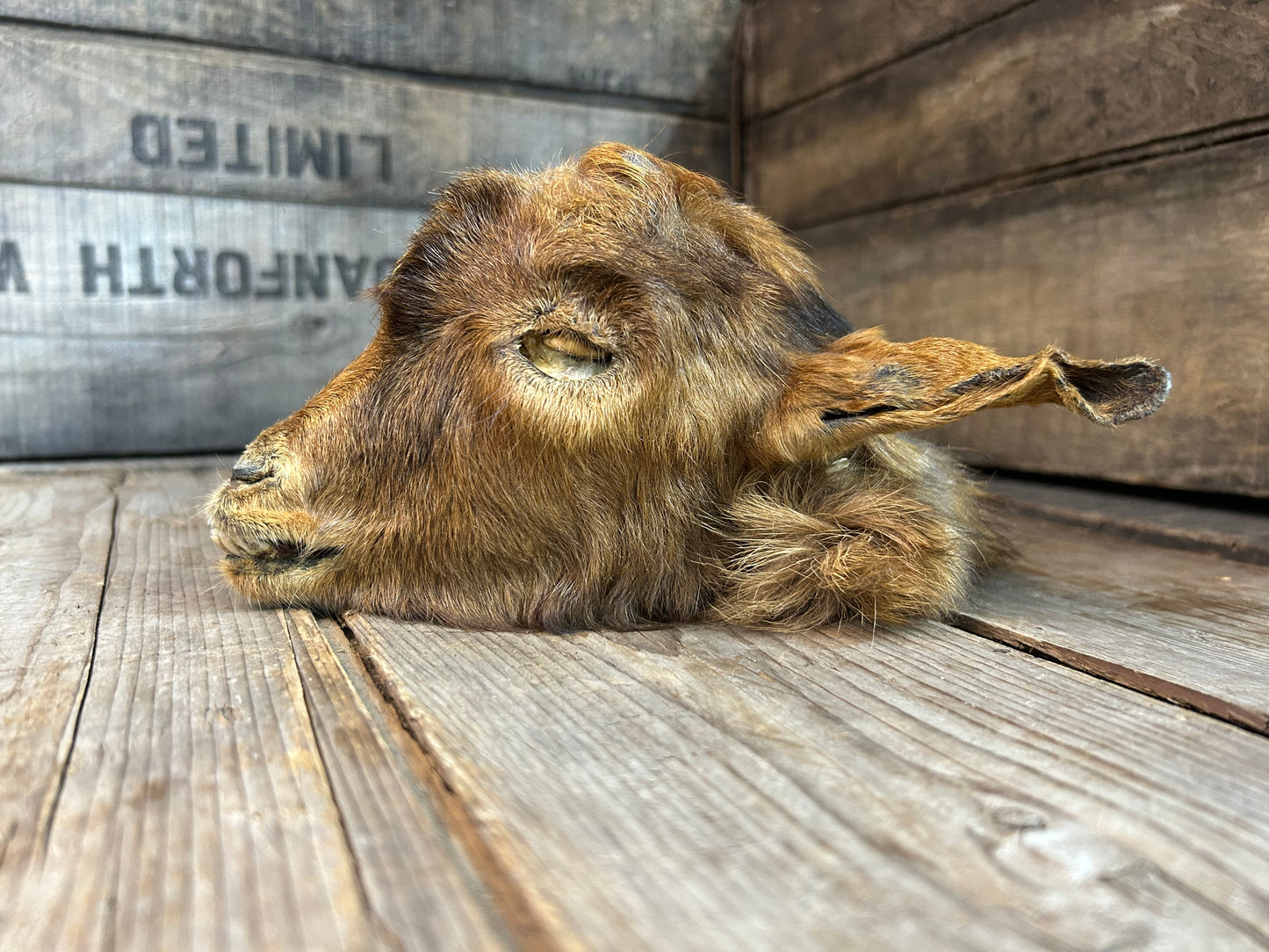 Mummified Goat Head