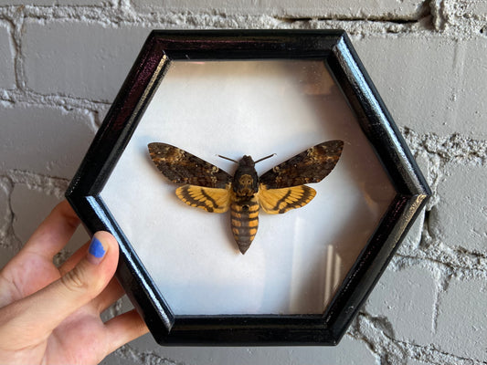 Framed Death’s-Head Hawkmoth