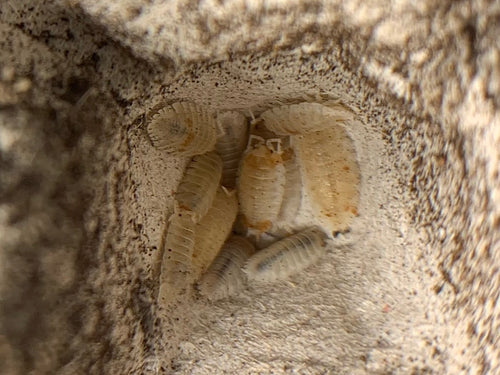 Porcellio scaber 'Orange Dalmation'