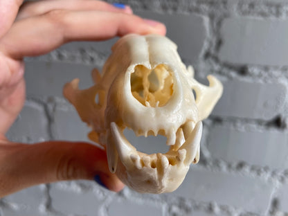 Raccoon Skull - Craft Grade