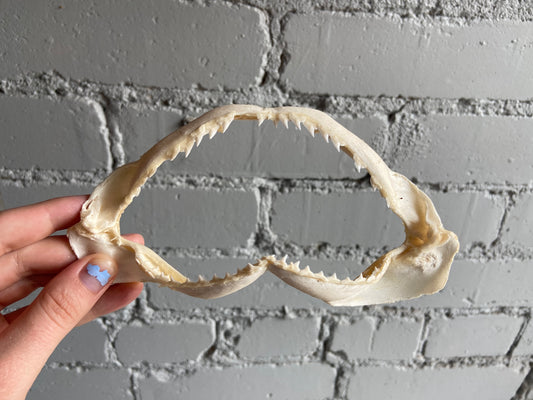 Shark Jaw