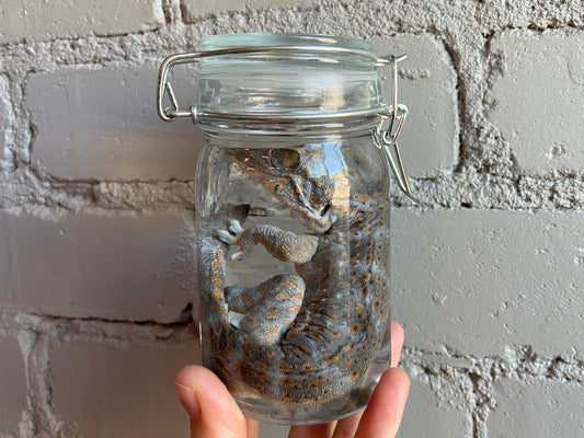 Tokay Gecko Wet Specimen