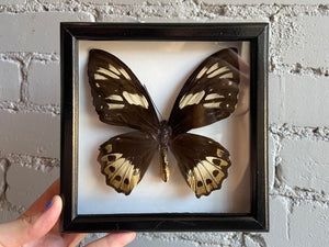 Framed Birdwing Butterfly (Female)