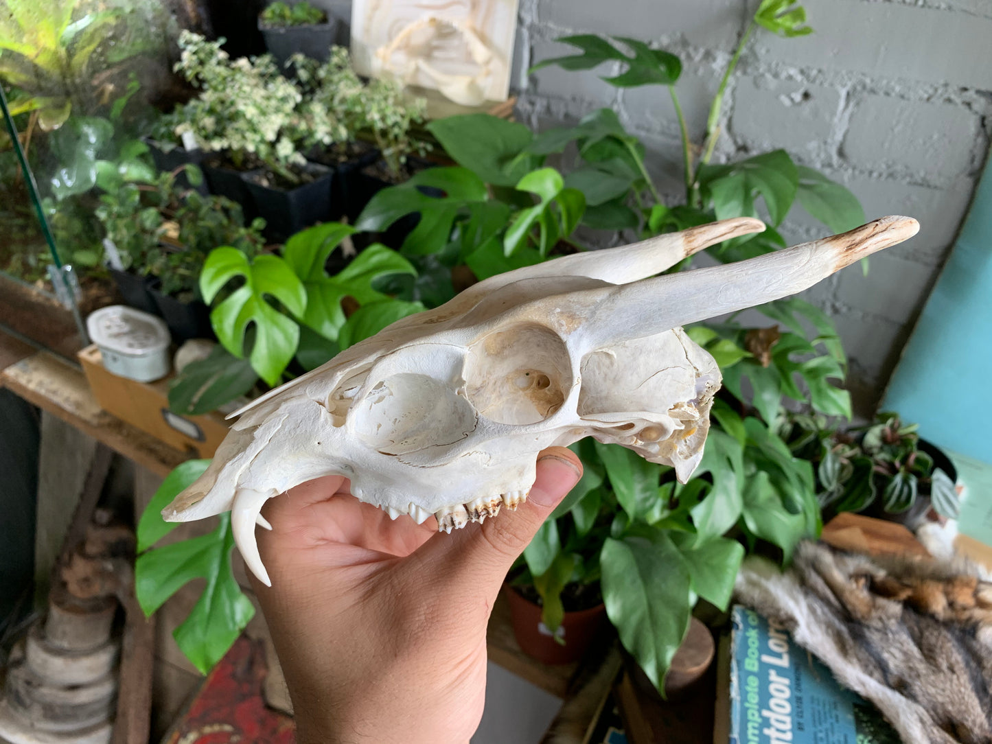 Muntjac Skull - Craft Grade