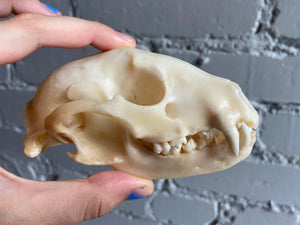 Raccoon Skull - Craft Grade
