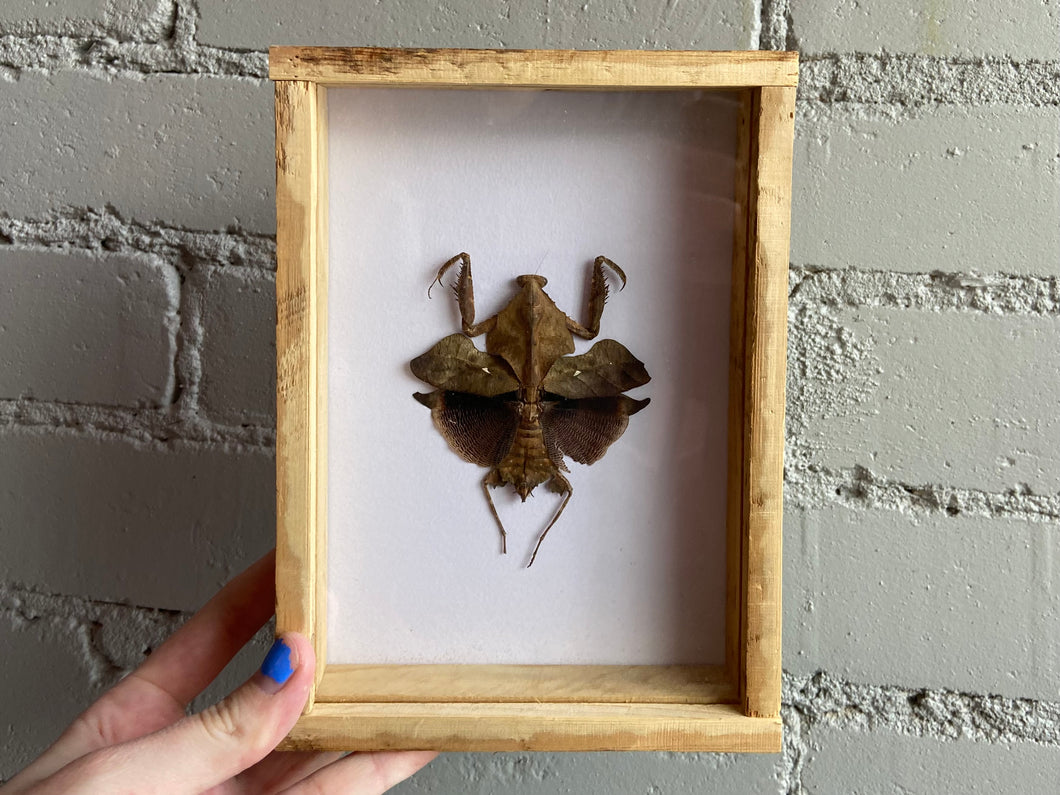 Framed Dead Leaf Mantis