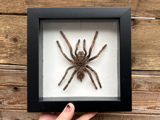 Framed Tarantula