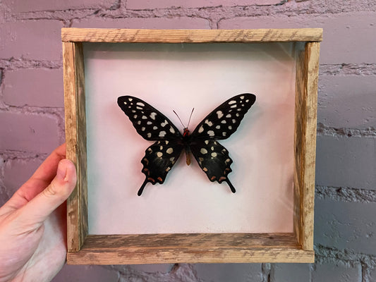 Framed Madagascar Giant Swallowtail