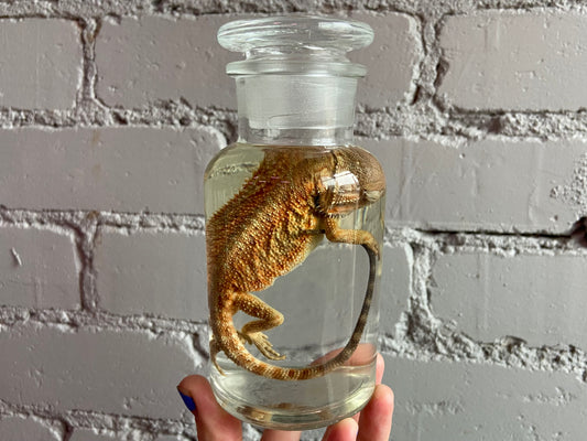 Juvenile Bearded Dragon Wet Specimen