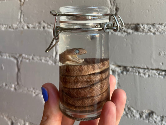 Cat Snake Wet Specimen