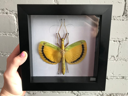 Framed Yellow Umbrella Stick Bug