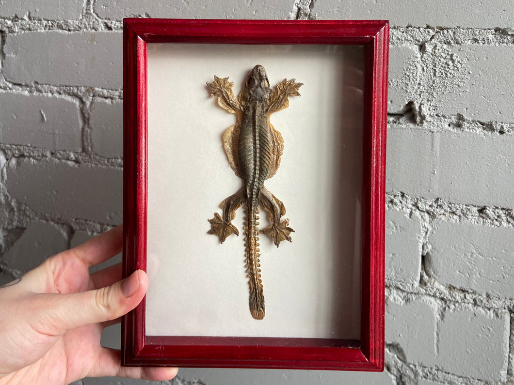 Framed Flying Gecko