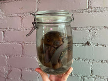 Fetal Beaver Wet Specimen