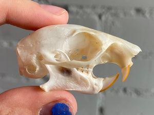 Grey Squirrel Skull