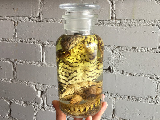Uromastyx Wet Specimen