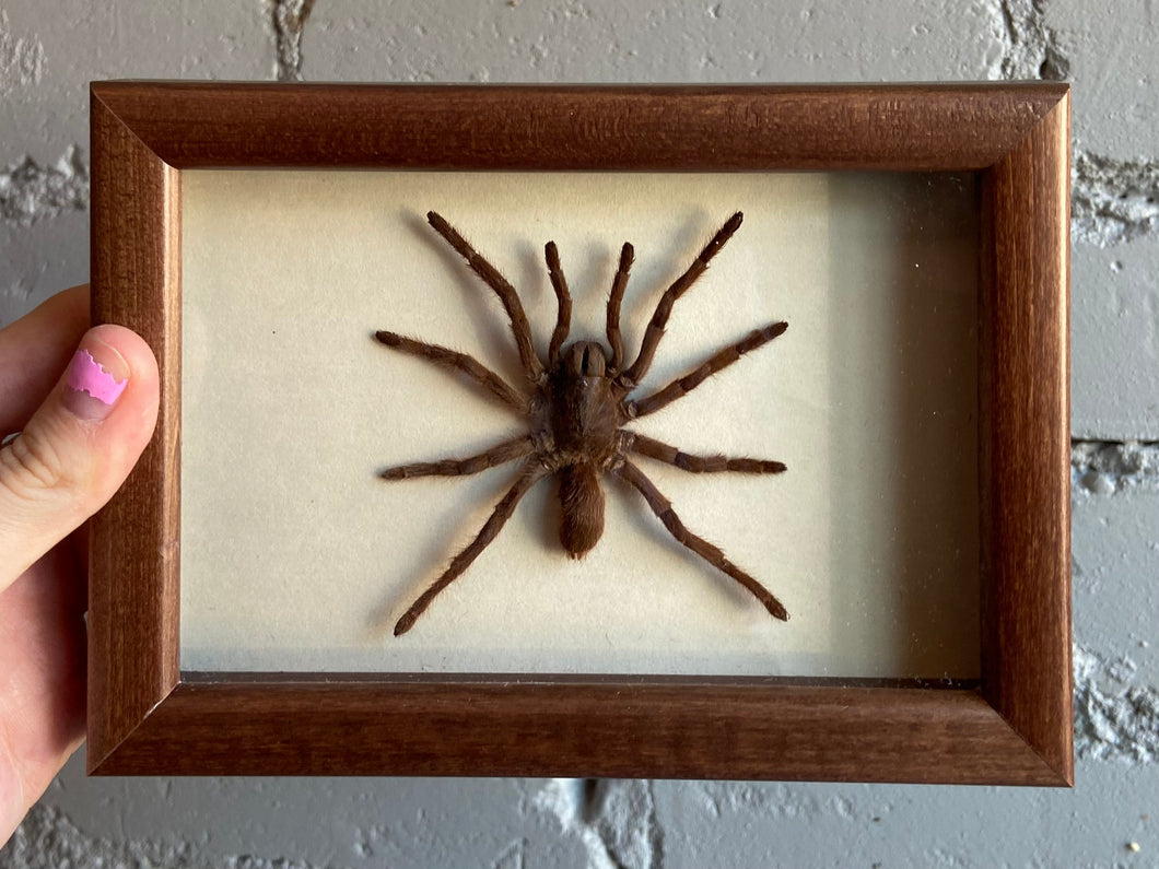 Framed Tarantula