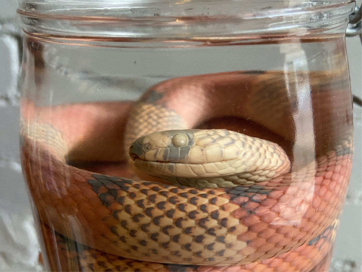 Honduran Milk Snake Wet Specimen