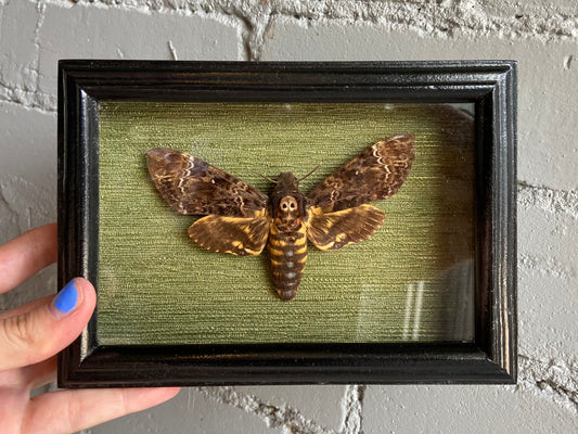 Framed Death’s Head Hawkmoth