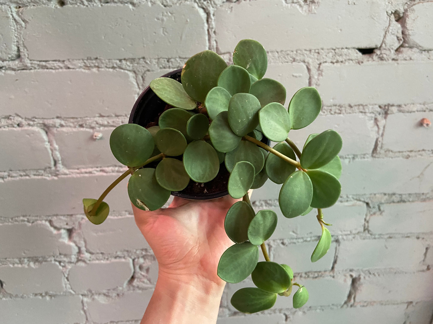 Peperomia 'Hope' 3.5”