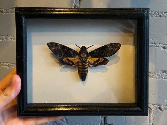 Framed Death’s-Head Hawkmoth
