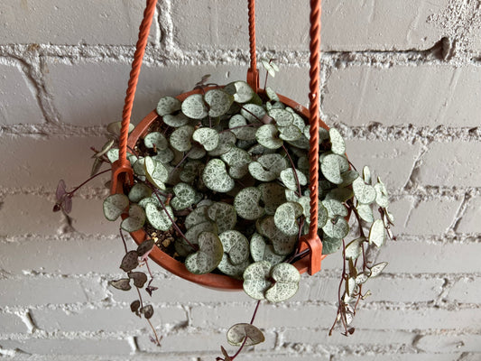 String of Hearts ‘Silver Glory’ 6”