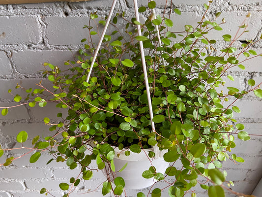 Wire Vine Hanging Basket 6”