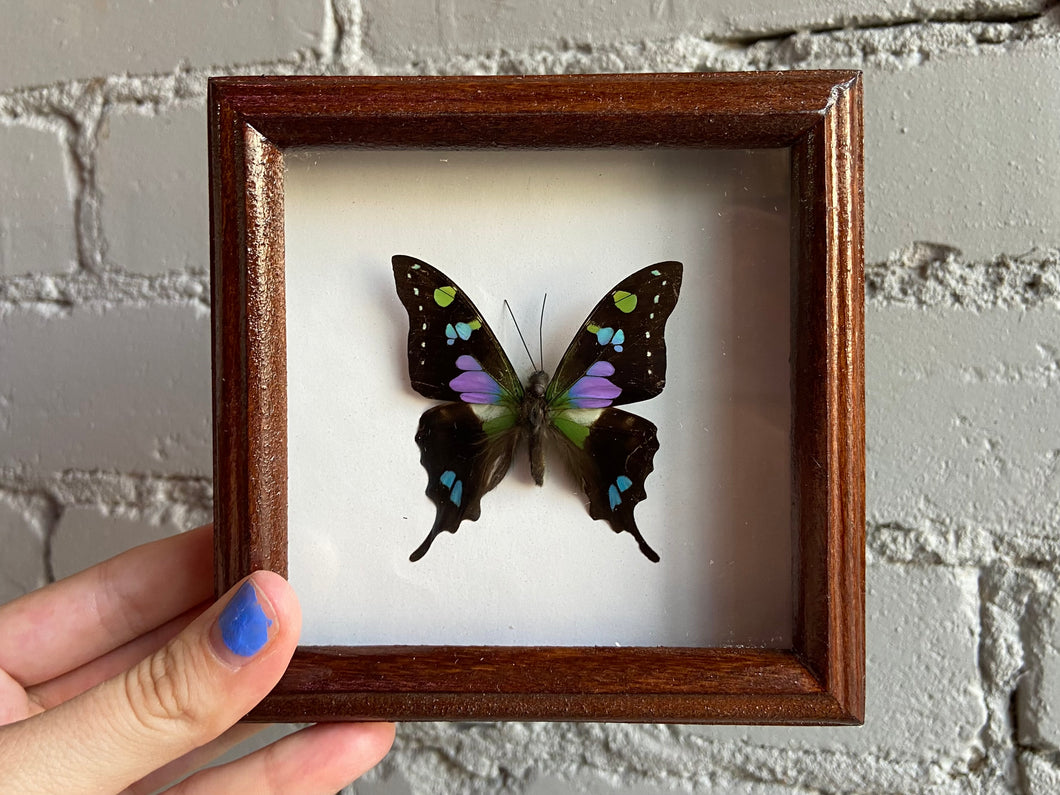Framed Purple Spotted Swallowtail