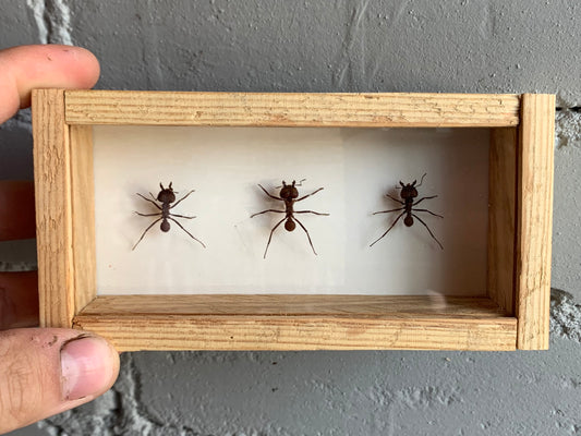 Framed Leafcutter Ants