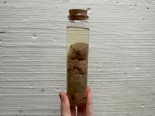 Fetal Persian Cat Wet Specimen