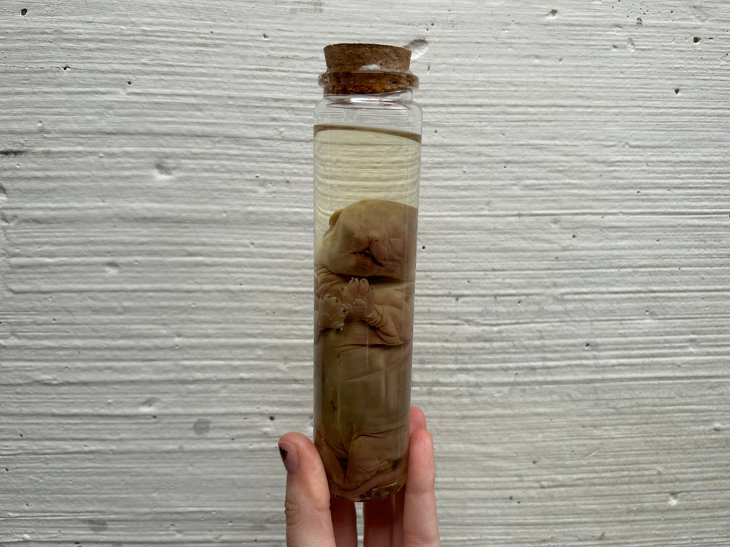 Fetal Persian Cat Wet Specimen