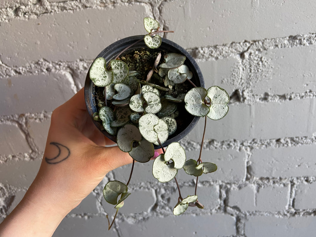 String of Hearts ‘Silver Glory’ 3.5”